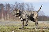 CANE CORSO 679